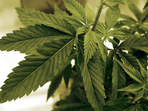 Feu vert gouvernemental à la légalisation du cannabis récréatif