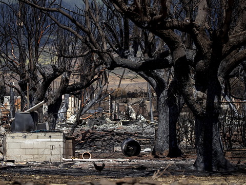 Biden se rendra lundi à Hawaï, où 110 morts ont été enregistrés