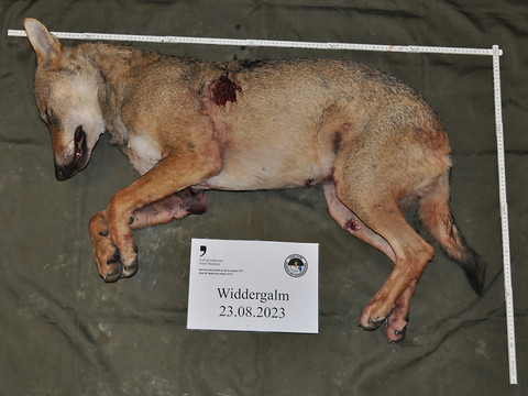 Un loup abattu, pour la première fois, dans le canton de Fribourg