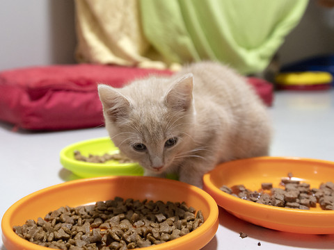 Plus de 13'000 animaux recueillis dans les refuges suisses en 2022