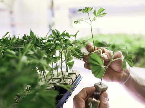500 kilos de marijuana découverts à Anet - deux hommes en détention