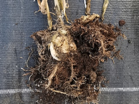 Une bactérie attaque des plants de gingembre en Suisse