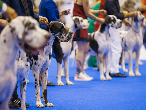 Genève, capitale canine mondiale pendant quatre jours