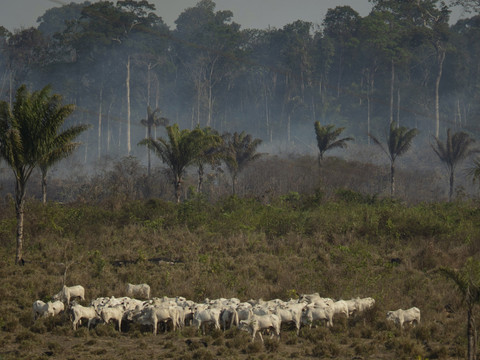 Les crédits carbone achetés empêchent peu la déforestation