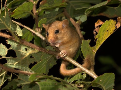 100e espèce de mammifère sauvage de Suisse, le muscardin occidental