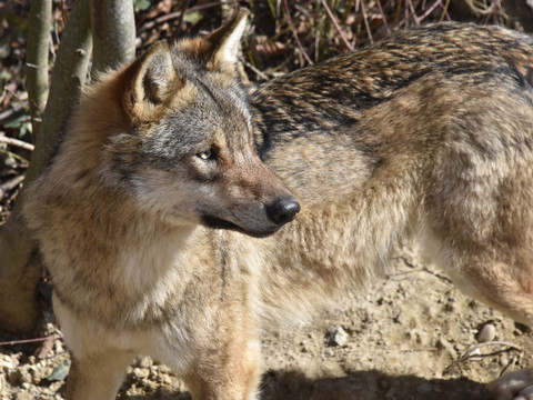 Vaud va effectuer de nouveaux tirs de régulation du loup