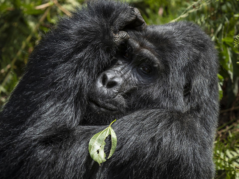 L'Unesco s'alarme de la situation critique des grands singes