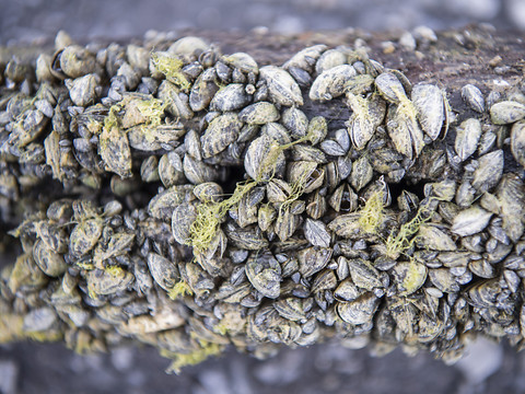 Les espèces exotiques invasives, une menace majeure, selon l'IPBES
