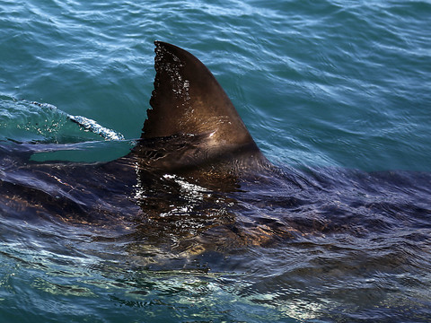 Des marins sauvés d'un catamaran attaqué par des requins