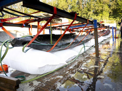 Lac de Neuchâtel: découverte d'une pirogue du Premier âge du Fer
