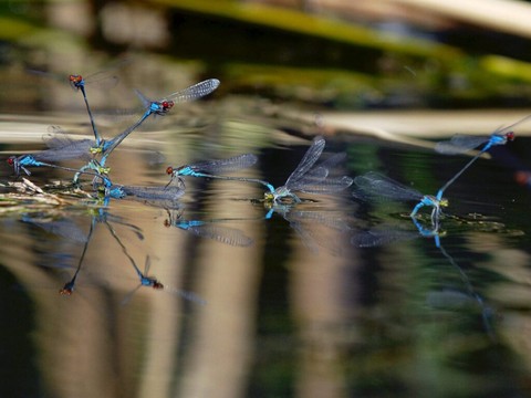 France: les ONG veulent contraindre l'Etat sur les pesticides