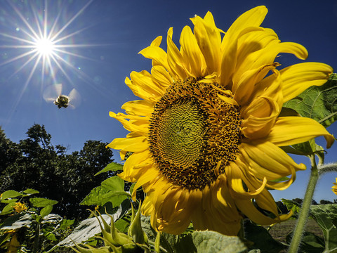 Trente degrés et plus dans plusieurs communes dimanche