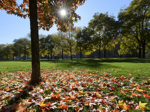 Sécheresse et vague de chaleur font brunir les feuilles des arbres