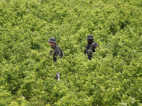 Nouveau record de cultures de coca et de production de cocaïne