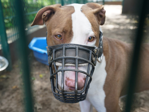 Inquiétudes face à la hausse des attaques de chiens
