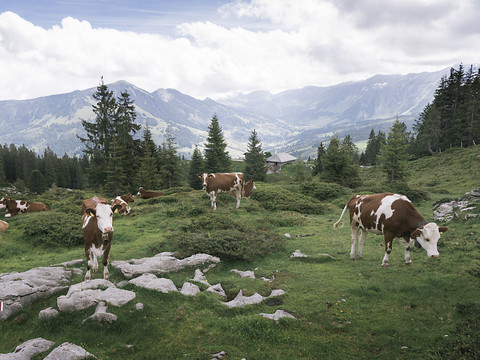Nombre de vaches laitières au plus bas niveau en Suisse