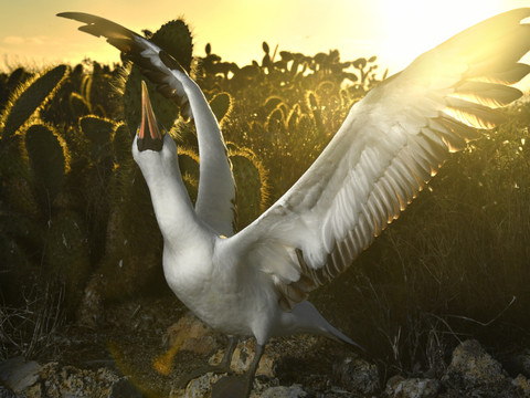 Possible épidémie de grippe aviaire dans les Galapagos