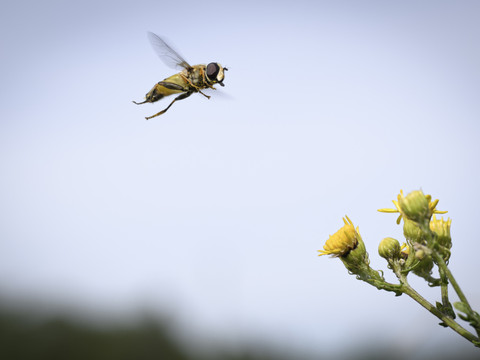 Initiative biodiversité: le National tient à un contre-projet