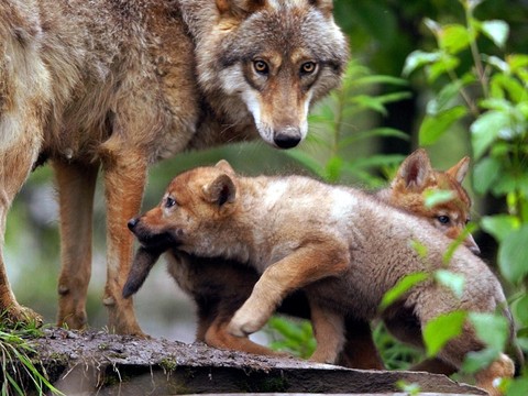 Les défenseurs du loup exigent un nouveau texte et d'être consultés