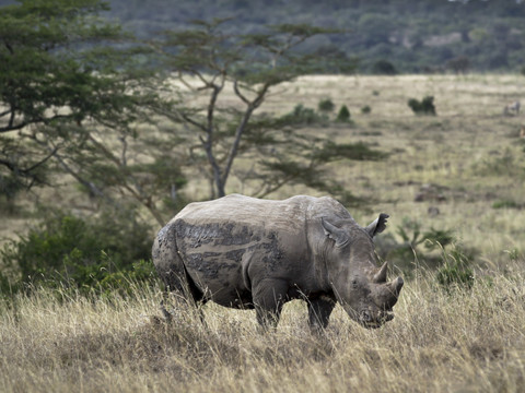 Le nombre de rhinocéros augmente en Afrique, selon une ONG
