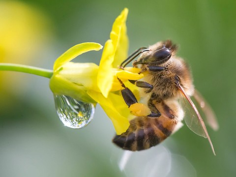 Toutes les colonies d'abeilles sont malades, avertit un spécialiste