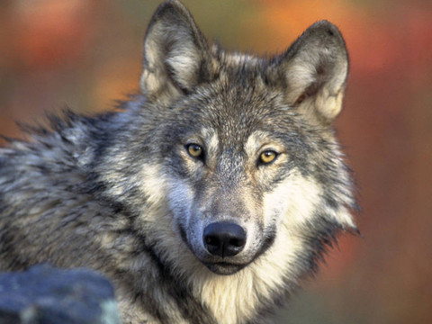 Des scientifiques tessinois testent des colliers anti-loups