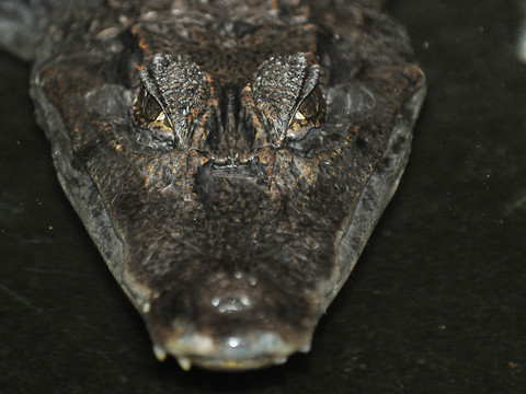 Le corps d'une femme dans la gueule d'un alligator en Floride
