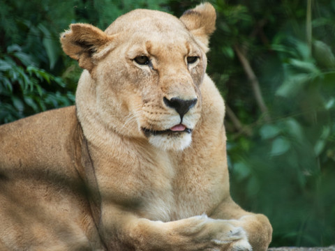 Mort de la plus vieille lionne du zoo de Bâle