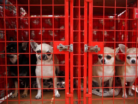 Une centaine de chihuahuas sauvés par la Fondation Bardot