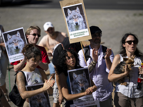 Pétition: plus de 48'000 signatures contre le tir des loups