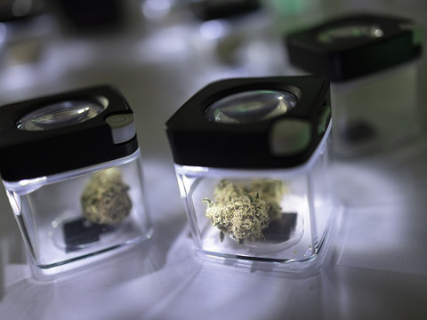 Essai-pilote: la Cannabinothèque ouvrira en décembre 2023