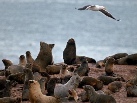 La grippe aviaire a décimé près de 400 lions de mer et otaries