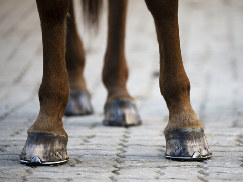 Un cheval en liberté fait sensation en ville de Berne