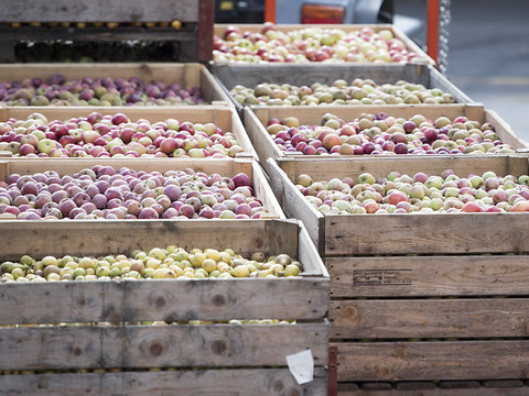 La récolte de fruits à cidre est moins abondante cette année