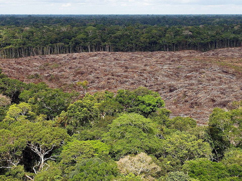 La déforestation ralentit encore en Amazonie