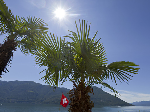 Premiers signalements du Papillon du palmier au Tessin