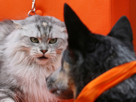 Allergie aux chats: un vaccin à l'essai chez l'humain