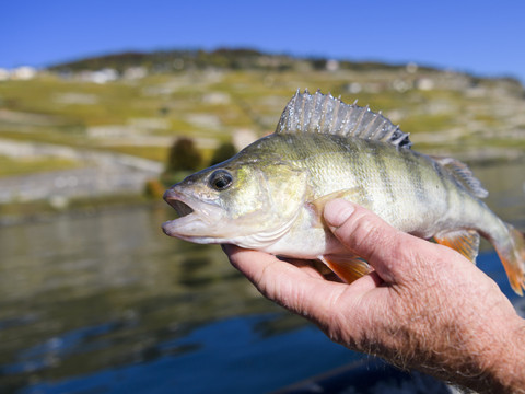 La pêche est en forte hausse dans le Léman, grâce à la perche