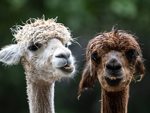 Sept alpagas tués par des loups dans le canton de Glaris