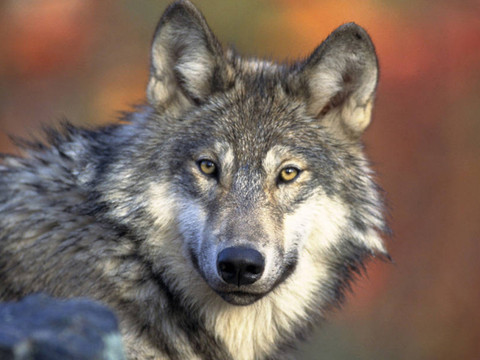 Moins d'animaux de rente tués par des loups en Suisse