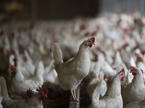 Produire de l'électricité avec des plumes de poulet