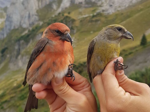 Record de passage de bec-croisé des sapins au col de Bretolet (VS)