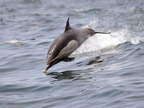 Dauphins: un mois sans pêche, mais avec des dérogations