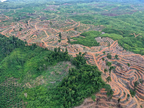 Sommet international sur les forêts tropicales à Brazzaville