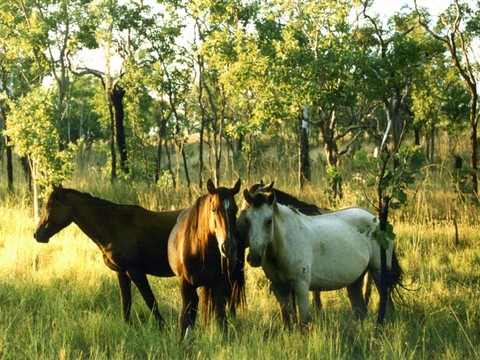 L'Australie va recommencer à abattre des chevaux sauvages