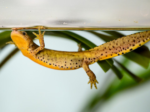 Aquatis sauve des tritons calabrais, espèce en voie de disparition