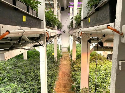 La police vaudoise a saisi plus de 650 kg de cannabis