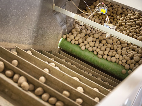 Les producteurs de patates s'attendent à une baisse de 30%