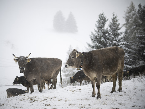 La Suisse décoiffée samedi - Déjà un danger d'avalanches