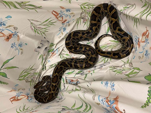 Python de 2,5 m découvert dans le coffre d'une voiture à Zoug